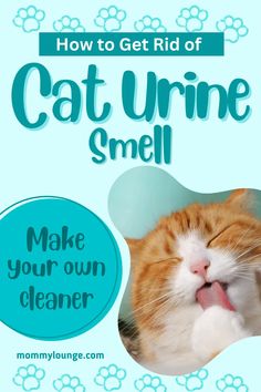 DIY Cat Pee Cleaner: Effective Homemade Odor Remover Enzyme Cleaner, Urine Odor