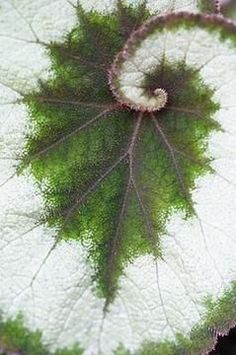 a green and white leaf is seen from above