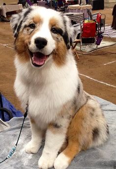 a brown and white dog sitting on top of a table