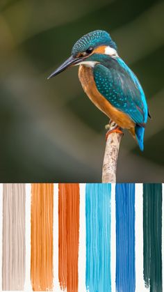 a colorful bird sitting on top of a wooden stick next to multicolored lines