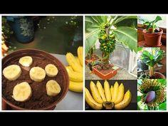 there are pictures of bananas and other plants in the same potted planter as well