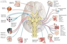 an image of the human nervous system with all its major functions and their corresponding structures