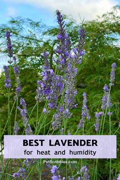 lavender flowers with the words best lavender for heat and humidity