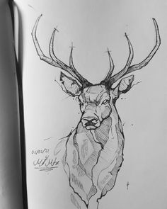 a pencil drawing of a deer's head