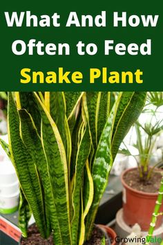 Snake Plant Plant Fertilizer, Sansevieria Plant, Snake Plants, Plant Hacks