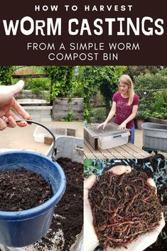 how to harvest worms from a simple worm compost bin