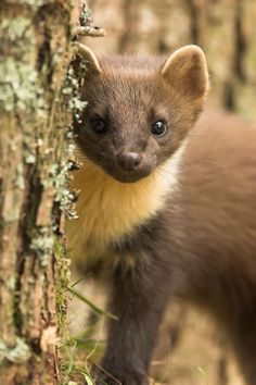 a small brown animal standing next to a tree in the forest with moss on it's trunk