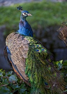 a peacock is sitting on top of some leaves