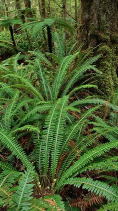 ferns and other plants grow in the woods