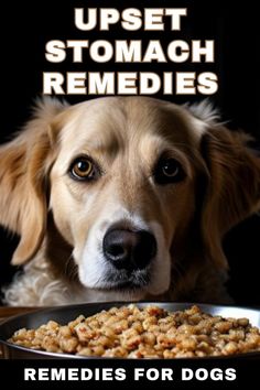 a dog is looking at the camera with its head next to a bowl of food