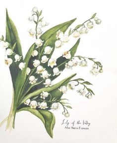 lily of the valley is shown in this watercolor painting