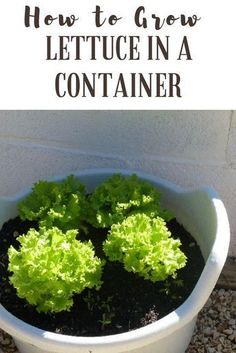 lettuce in a container with the title how to grow lettuce in a container