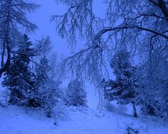 snow covered trees on the side of a snowy hill at night with no one in sight