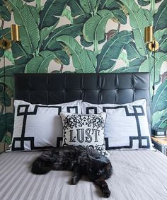 a black dog laying on top of a bed next to pillows and wall coverings