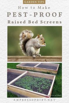 a squirrel sitting on top of a wooden box filled with plants and seeding trays