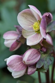 three pink flowers with green leaves in the background