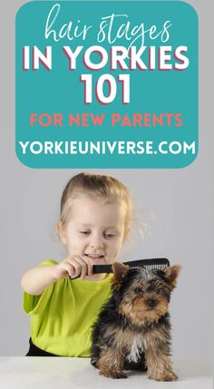 New to Yorkie parenting? Dive into the fascinating world of Yorkie hair stages and understand what to expect as your pup grows. From puppy fluff to adult coat, explore the different phases and learn how to care for your Yorkie's evolving mane. Click to become a pro at navigating your Yorkie's hair journey! Yorkie Grooming, Yorkie Hair, Yorkie Hairstyles, Hair Stages, Pet Hotel, Hair Coils, Grooming Tips, Yorkshire Terrier Puppies, Dog Facts