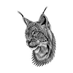 a black and white drawing of a lynx