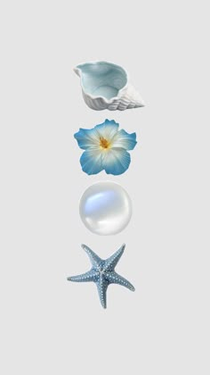 three seashells and one starfish on a white background