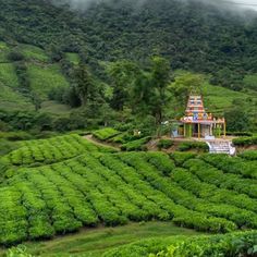 a lush green hillside covered in lots of trees and bushes next to a small building