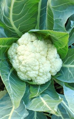 a head of cauliflower in the middle of some green leafy plants,