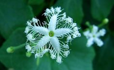 a close up of a white flower with green leaves in the background