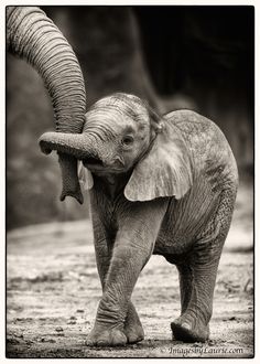 black and white photograph of an elephant with its trunk on the back of it's head