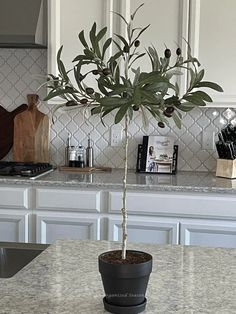 a potted plant sitting on top of a kitchen counter