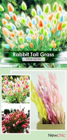 some colorful flowers and grass with the words rabbit tail grass view more on this page