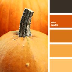 an orange and brown color scheme with pumpkins