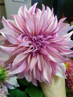 a person's hand holding a large pink flower