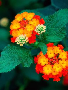 an orange and yellow flower with green leaves