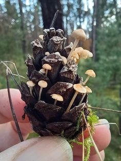 a hand holding a tiny pine cone with mushrooms growing out of it in the forest