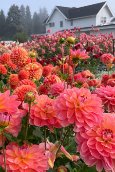 a field full of pink and orange flowers