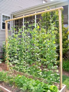 an outdoor garden with various plants growing in it