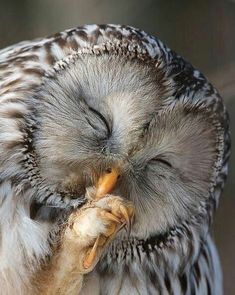 an owl is sleeping with its eyes closed