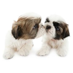 two small puppies are kissing each other