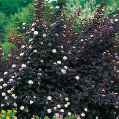 a bush with white and purple flowers in the grass