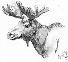 a pencil drawing of a moose's head