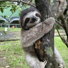 two - toed sloth climbing up the side of a tree in an enclosure