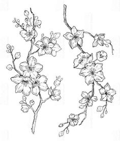 an ink drawing of flowers on a branch