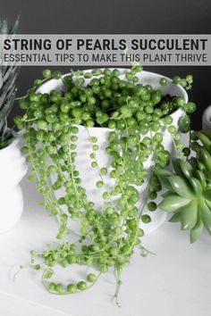 a white vase filled with green plants next to succulents on top of a table