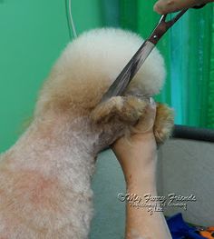 Pet Grooming: The Good, The Bad, & The Furry: Scissoring a Poodle Topknot... Dog Grooming Styles, Dog Cuts, Dog Exercise, Miniature Poodle, Poodle Puppy, American Kennel Club