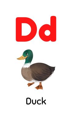 A To Z Flashcards D For Duck, Alphabet Word Wall Cards, English Alphabets With Pictures, Baby Flash Cards, Letter Flashcards, Number Flashcards