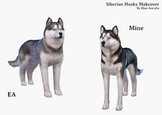 an image of two husky dogs standing next to each other on a white background with the words siberian husky maker and mine