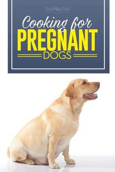 a dog sitting in front of a sign that says cooking for pregant dogs