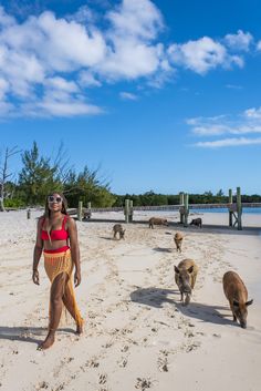 a woman standing on top of a sandy beach next to wild boars and pigs