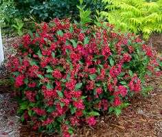 red flowers are blooming in the ground next to some bushes and plants with green leaves