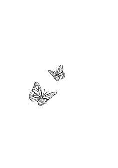 two butterflies flying side by side on a white background