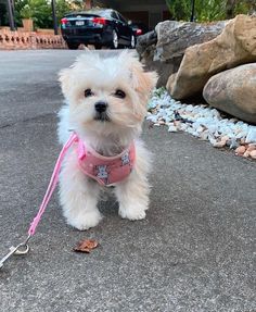 a small white dog with a pink leash on it's neck standing in the street